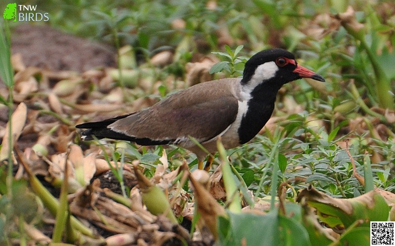 Red-wattled Lapwing